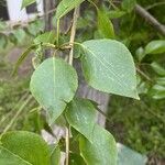 Populus balsamifera List