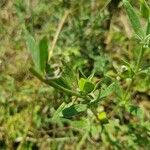 Helianthemum ledifolium ᱡᱚ