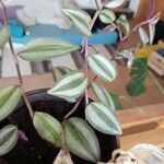 Tradescantia zebrinaЛист