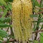 Banksia spinulosa Kvet
