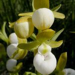 Cypripedium californicum ᱵᱟᱦᱟ