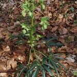 Helleborus foetidus 整株植物