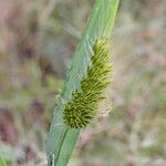 Cynosurus echinatus Mbuma