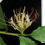 Hedychium ellipticum Flower
