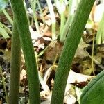 Podophyllum versipelle Corteccia