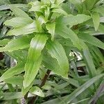 Lilium henryi Hoja