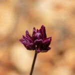 Allium junceum Çiçek
