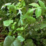 Sonchus oleraceus Habit