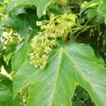 Acer pseudoplatanusফুল