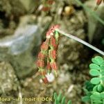 Coronilla vaginalis Fruit