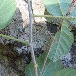 Allophylus rubifolius Alia