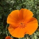 Eschscholzia californicaÇiçek