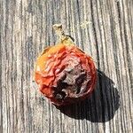 Solanum pseudocapsicum Frucht