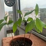 Asimina parviflora Alkat (teljes növény)