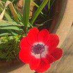 Anemone coronaria Kvet