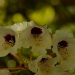 Rhododendron calophytum Flor
