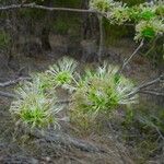 Albizia guillainii Квітка