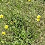 Hypochaeris radicata Habitus
