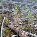 Lysimachia linum-stellatum Vaisius