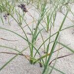 Carex arenaria Ліст