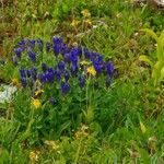 Gentiana calycosa Folio