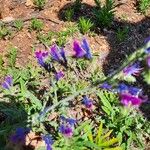 Echium vulgareFlower