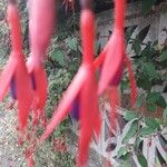 Fuchsia magellanica花