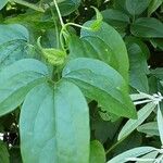 Clematis virginiana Hoja