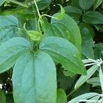 Clematis virginiana Leaf