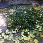 Nymphaea candidaList