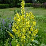 Verbascum speciosum Hábitos