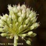 Allium scaberrimum Other