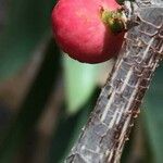 Ficus salicifolia Φρούτο