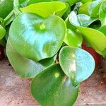 Peperomia polybotrya Levél