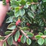 Cotoneaster horizontalis Blad