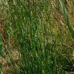 Juncus anceps Habit