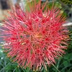 Scadoxus multiflorus Цветок