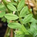 Vicia hybrida Foglia