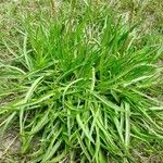 Plantago maritima Blad