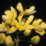 Cassia fastuosa 花