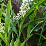 Prosthechea fragrans Habitat