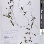 Sphenostylis briartii Alia