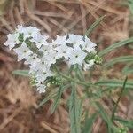 Heliotropium longiflorum फूल