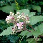 Rubus ulmifolius Plante entière
