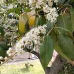 Prunus lusitanicaЦветок