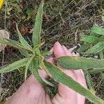 Helianthus maximiliani Leaf