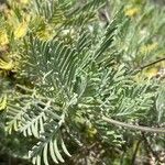 Lavandula canariensis Feuille