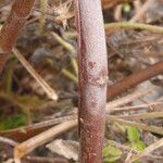 Melochia tomentosa Bark