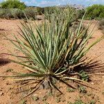 Yucca baccata Habit