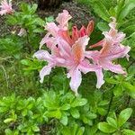 Rhododendron occidentale Kukka